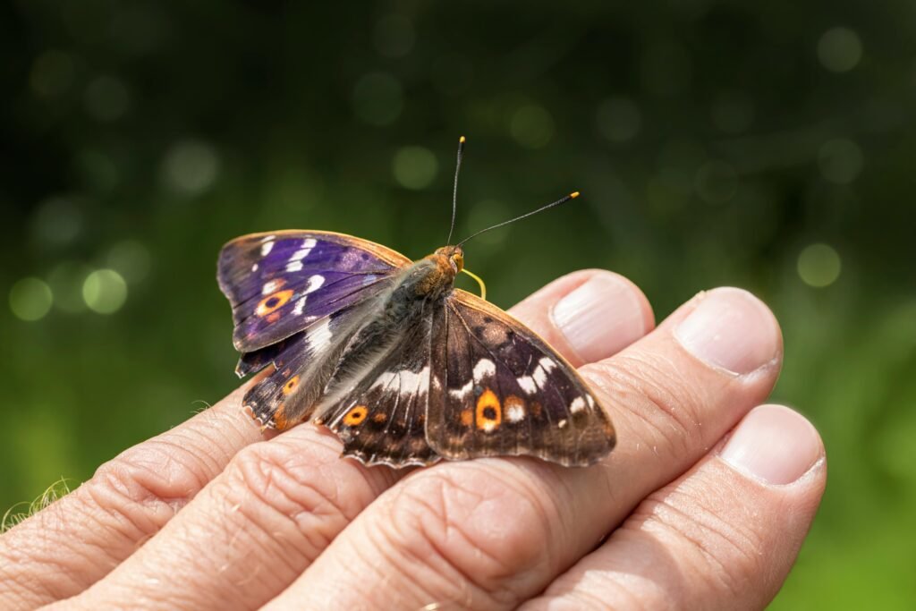Lesser purple emperor butterfly perched gently on a human hand outdoors.